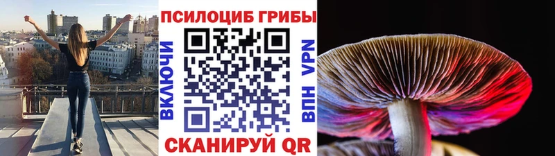 Галлюциногенные грибы Psilocybe  Пыталово 
